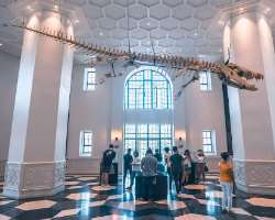 The skeletons of the largest crocodile found in the Philippines which are hanging on the ceiling of the reception Hall on the second floor attract the